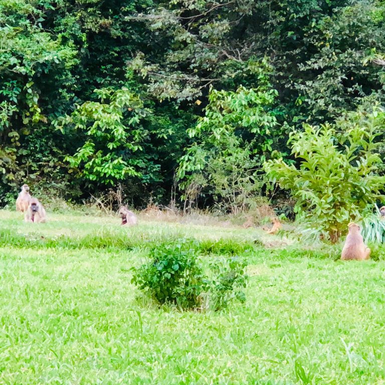 Baboon troop on a lawn at the forest edge, Udzungwa Mountains National Park