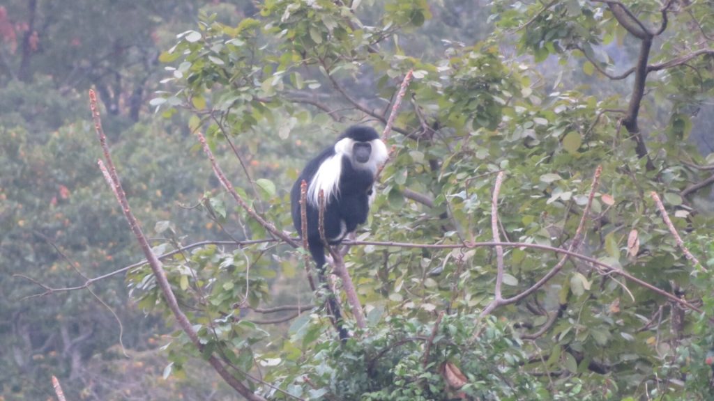 Black and white colobus in a misty canopy, Udzungwa Mountains National Park