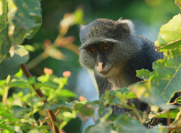 Blue monkey peering through sunlit leaves, Udzungwa Mountains National Park