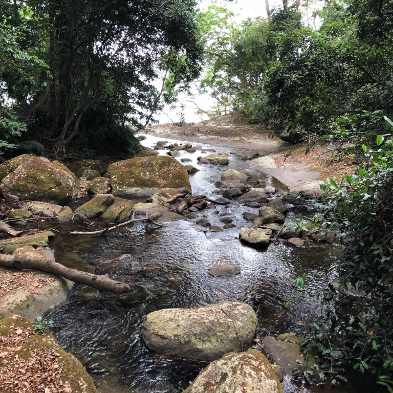 Boulder-strewn forest stream with a fallen log, Udzungwa Mountains National Park