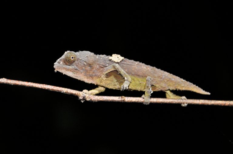 Brown chameleon gripping a thin twig at night, Udzungwa Mountains National Park