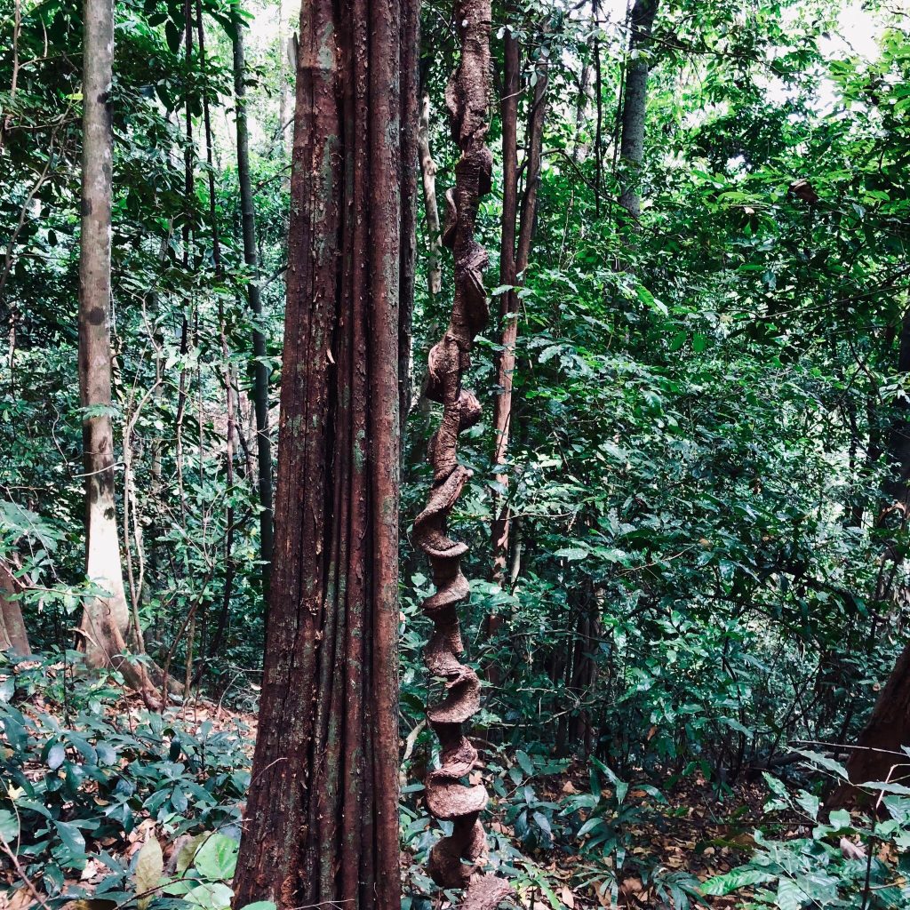 Corkscrew liana beside a tall forest trunk, Udzungwa Mountains National Park