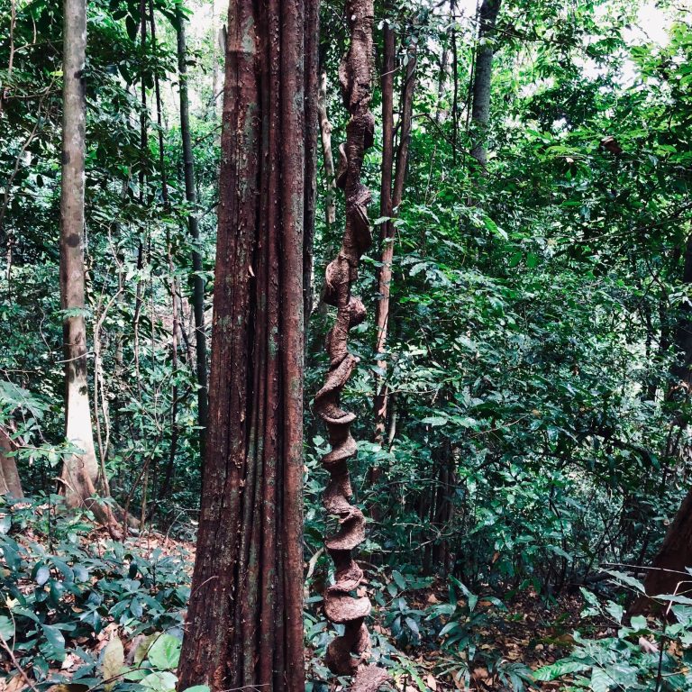 Corkscrew liana beside a tall forest trunk, Udzungwa Mountains National Park