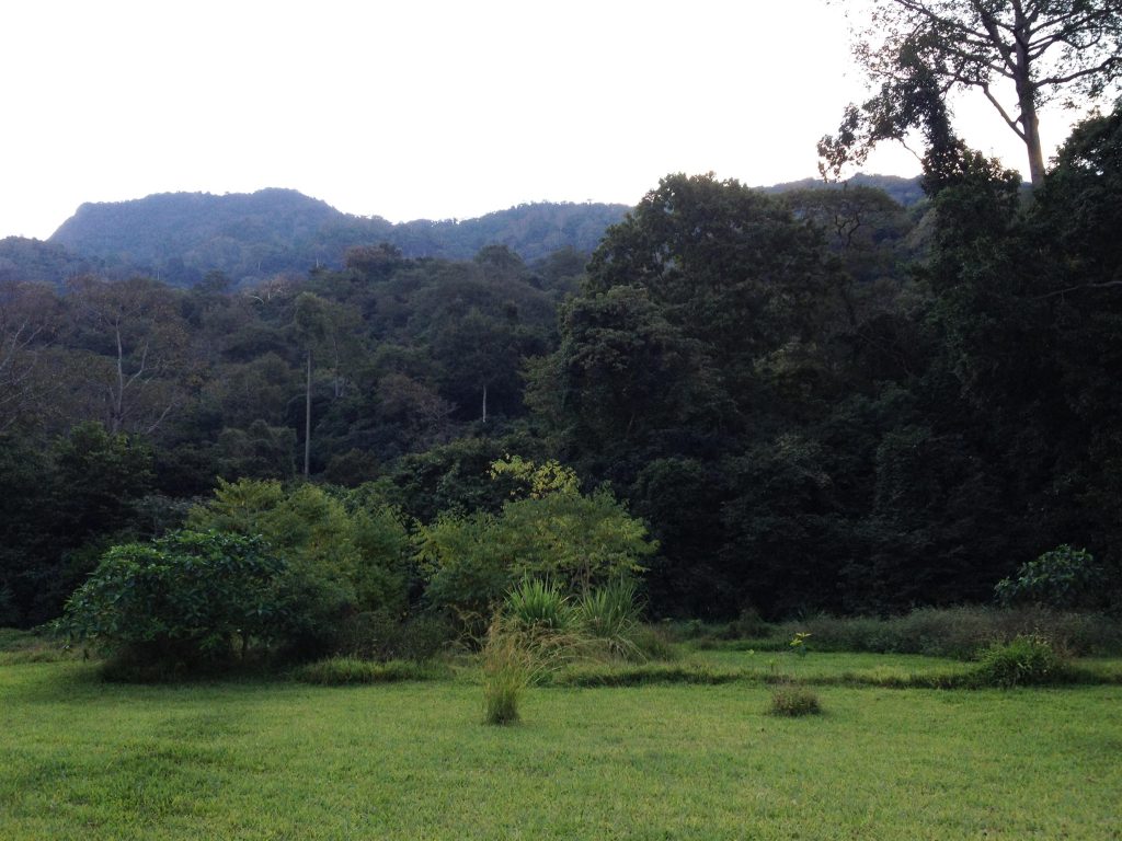 Forested ridge beyond a lodge lawn at dusk, Udzungwa Mountains National Park