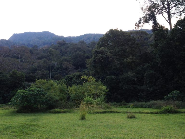 Forested ridge beyond a lodge lawn at dusk, Udzungwa Mountains National Park