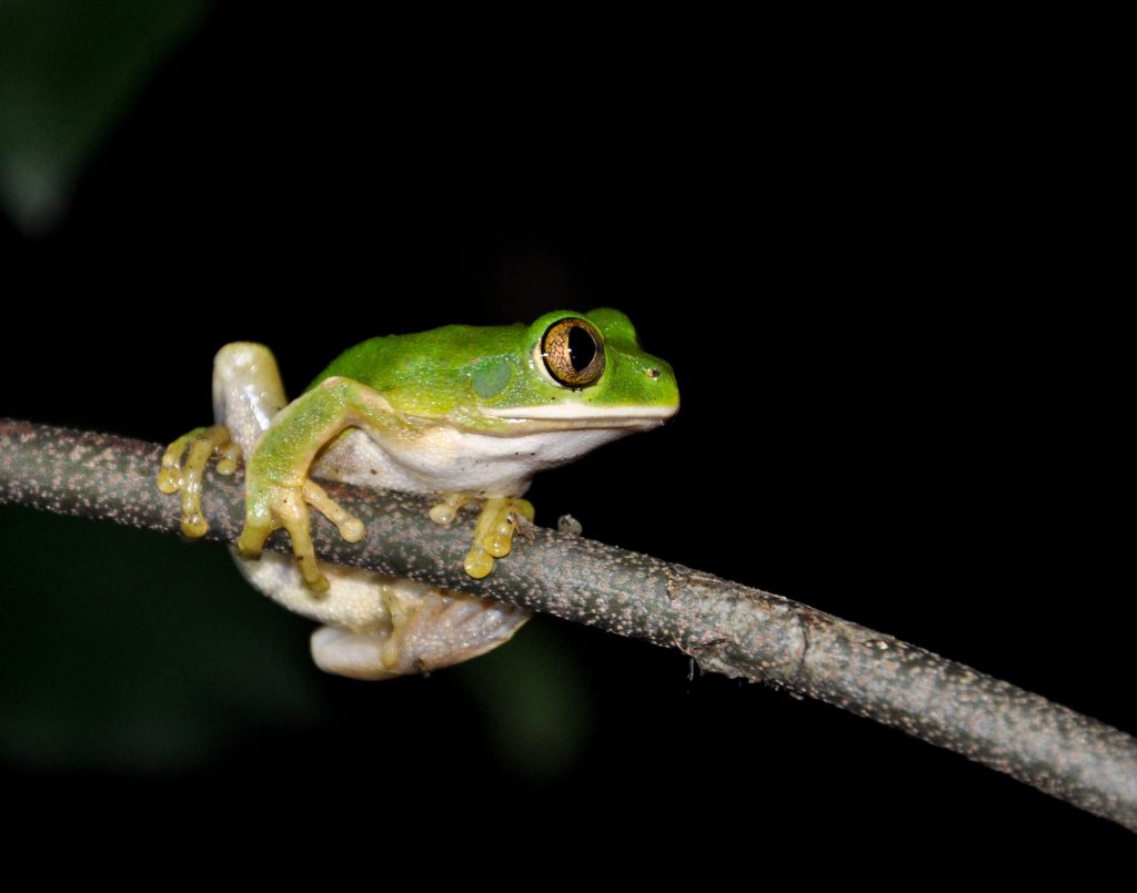 Green tree frog on a branch at night, Udzungwa Mountains National Park