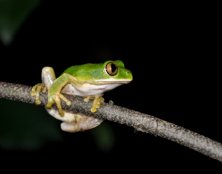 Green tree frog on a branch at night, Udzungwa Mountains National Park