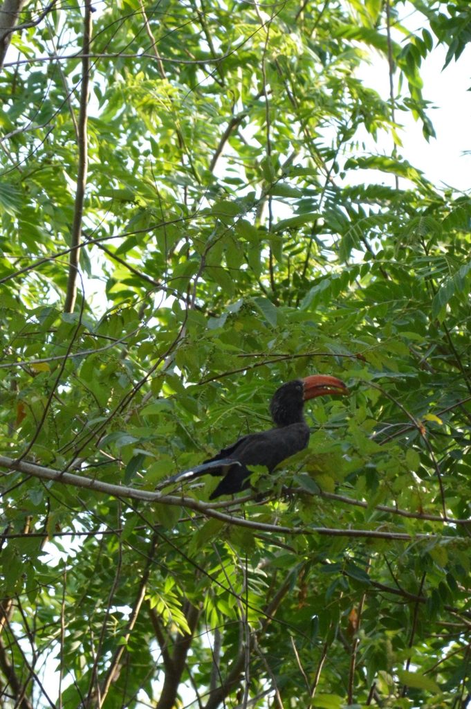 Hornbill with a red bill in the leafy canopy, Udzungwa Mountains National Park