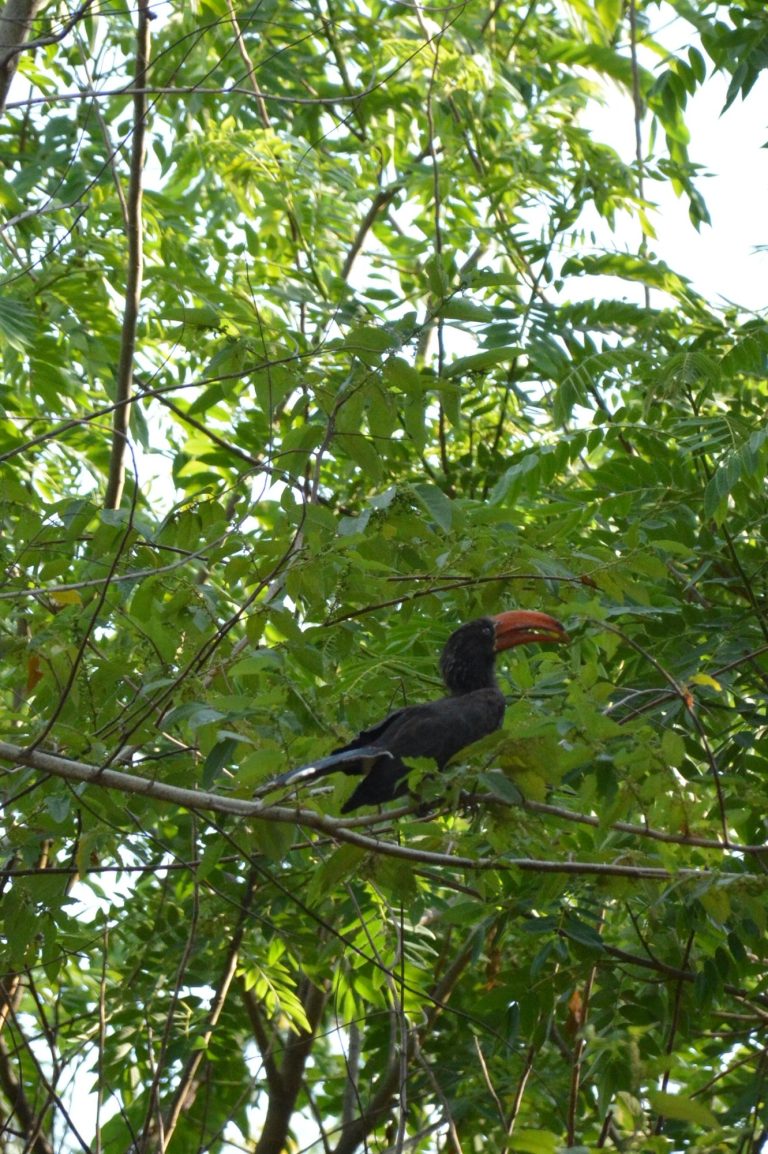 Hornbill with a red bill in the leafy canopy, Udzungwa Mountains National Park
