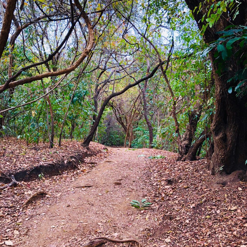 Leaf-covered dirt trail through dry forest, Udzungwa Mountains National Park