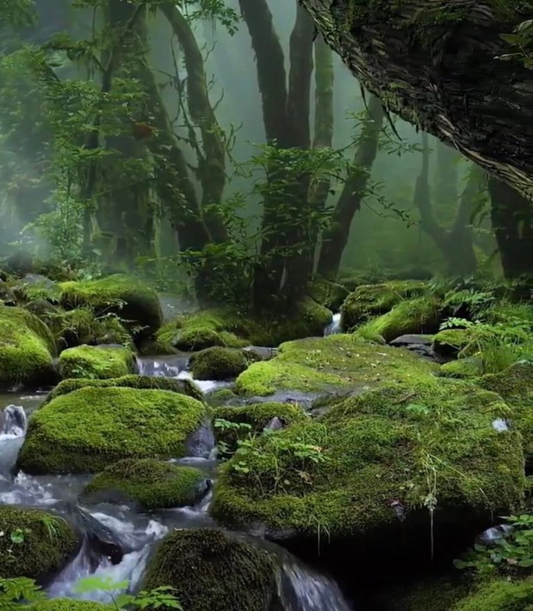 Mossy boulder stream in misty green forest, Udzungwa Mountains National Park