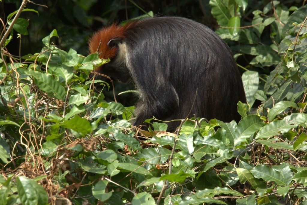 Red colobus feeding in low green foliage, Udzungwa Mountains National Park