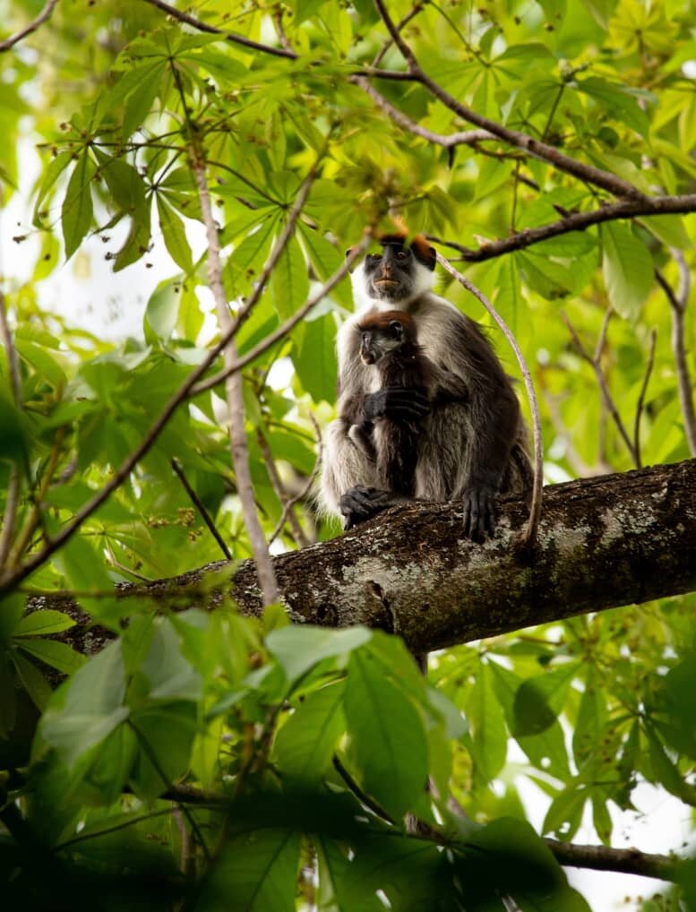 Red colobus mother cradling her infant on a branch, Udzungwa Mountains National Park