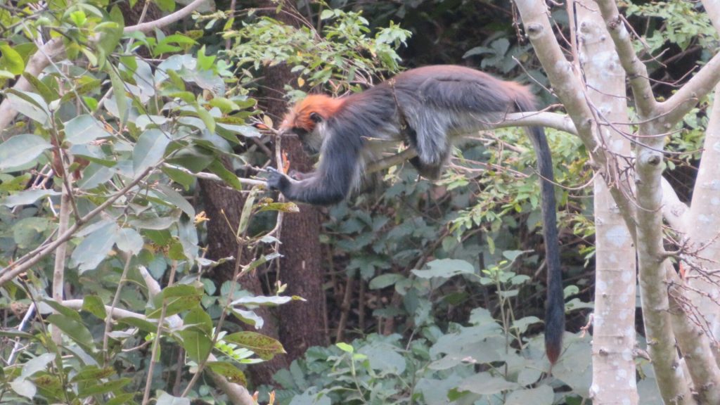 Rust-capped red colobus feeding on a branch, Udzungwa Mountains National Park