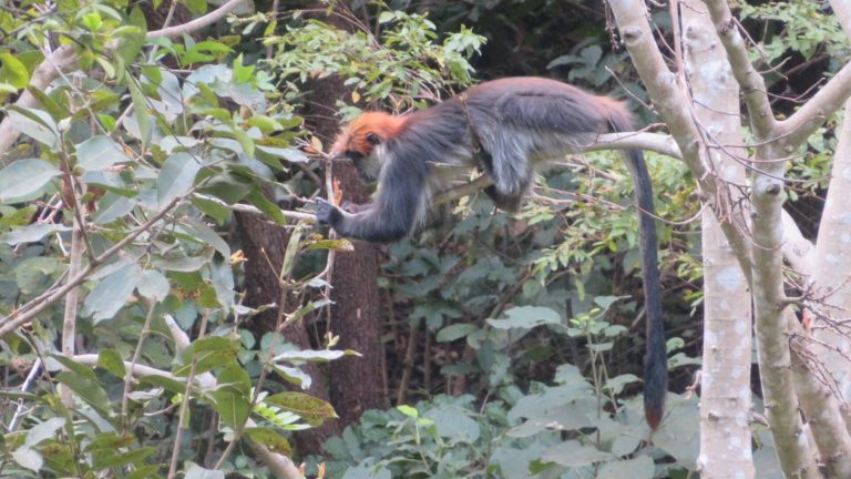 Rust-capped red colobus feeding on a branch, Udzungwa Mountains National Park
