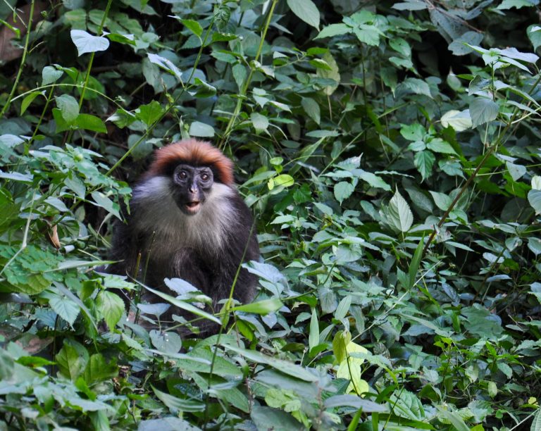 Red colobus with a rust cap in the undergrowth, Udzungwa Mountains National Park