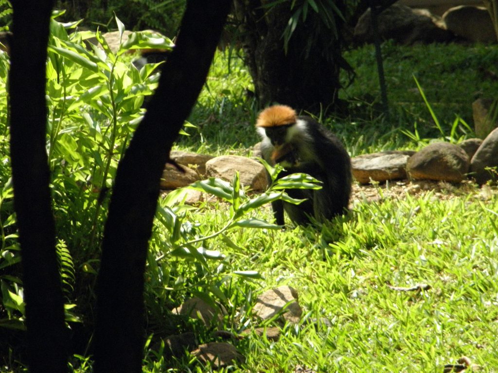Rust-capped monkey feeding on a grassy lawn, Udzungwa Mountains National Park