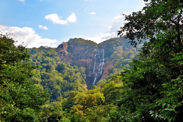 Sanje Falls cliff seen across sunlit forest, Udzungwa Mountains National Park
