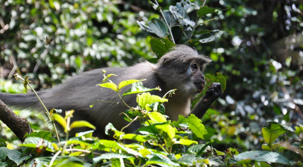 Sanje mangabey feeding in sunlit foliage, Udzungwa Mountains National Park