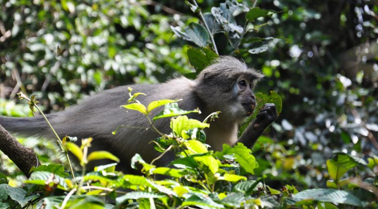 Sanje mangabey feeding in sunlit foliage, Udzungwa Mountains National Park
