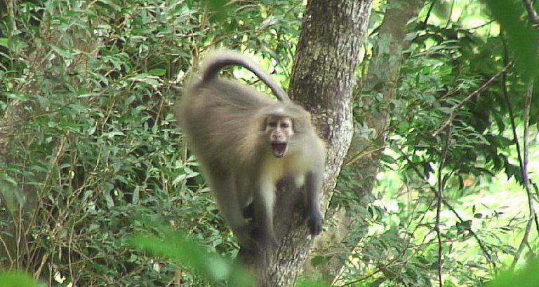 Sanje mangabey open-mouthed on a tree trunk, Udzungwa Mountains National Park