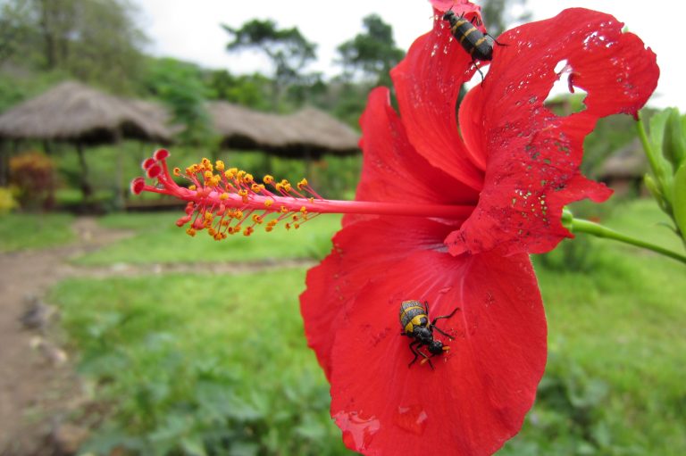 Two black and yellow beetles on a hibiscus flower, Udzungwa Mountains National Park