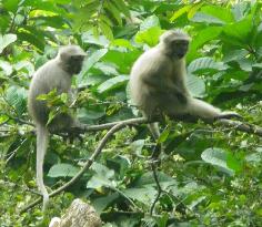 Two grey monkeys sitting on thin branches, Udzungwa Mountains National Park