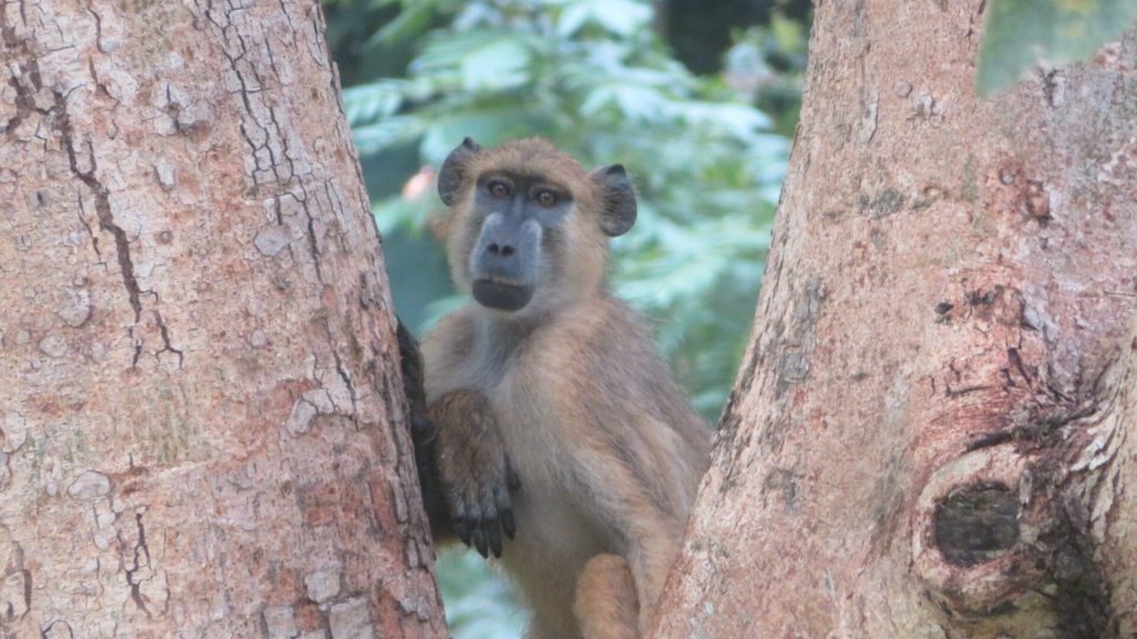 Yellow baboon sitting between two tree trunks, Udzungwa Mountains National Park