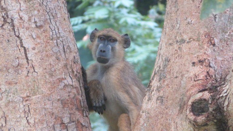 Yellow baboon sitting between two tree trunks, Udzungwa Mountains National Park